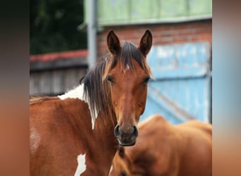 Polnisches Warmblut Mix, Stute, 1 Jahr, 155 cm, Schecke