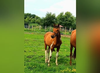 Polnisches Warmblut Mix, Stute, 1 Jahr, 155 cm, Schecke