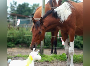 Polnisches Warmblut Mix, Stute, 1 Jahr, 155 cm, Schecke