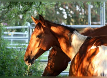 Polnisches Warmblut Mix, Stute, 1 Jahr, 155 cm, Schecke