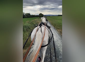 Polnisches Warmblut, Stute, 20 Jahre, 165 cm, Fliegenschimmel