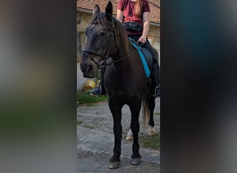 Polnisches Warmblut, Stute, 24 Jahre, 160 cm, Schwarzbrauner