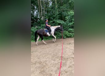 Polnisches Warmblut, Stute, 24 Jahre, 164 cm, Schecke