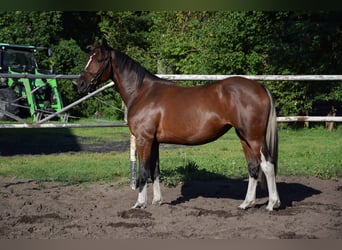 Polnisches Warmblut, Stute, 2 Jahre, 153 cm, Schecke