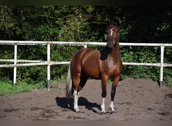 Polnisches Warmblut, Stute, 2 Jahre, 153 cm, Schecke