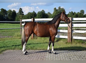 Polnisches Warmblut, Stute, 2 Jahre, 153 cm, Schecke