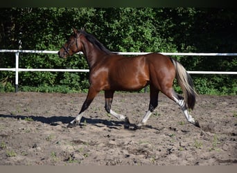 Polnisches Warmblut, Stute, 2 Jahre, 153 cm, Schecke
