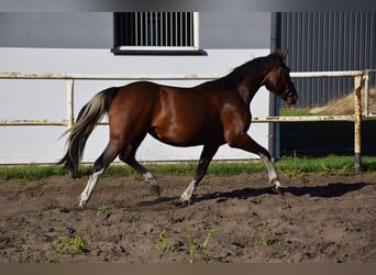 Polnisches Warmblut, Stute, 2 Jahre, 153 cm, Schecke