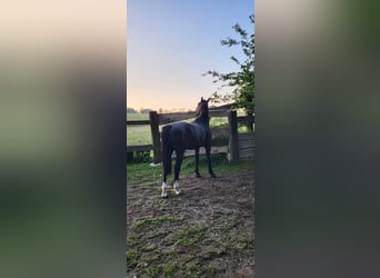 Polnisches Warmblut, Stute, 2 Jahre, 165 cm, Rappe