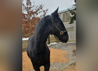 Polnisches Warmblut, Stute, 2 Jahre, 165 cm, Rappe