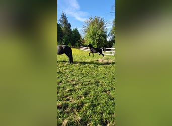 Polnisches Warmblut, Stute, 2 Jahre, 165 cm, Rappe