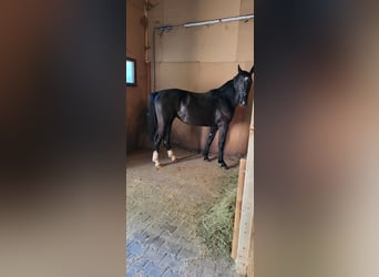 Polnisches Warmblut, Stute, 2 Jahre, 165 cm, Rappe