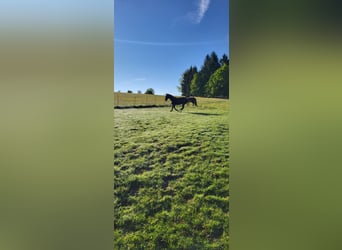 Polnisches Warmblut, Stute, 2 Jahre, 165 cm, Rappe