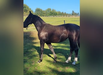 Polnisches Warmblut, Stute, 2 Jahre, 165 cm, Rappe