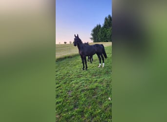 Polnisches Warmblut, Stute, 2 Jahre, 165 cm, Rappe