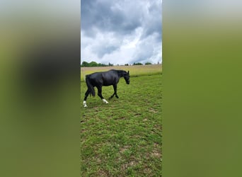 Polnisches Warmblut, Stute, 2 Jahre, 165 cm, Rappe