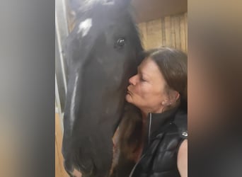 Polnisches Warmblut, Stute, 2 Jahre, 165 cm, Rappe