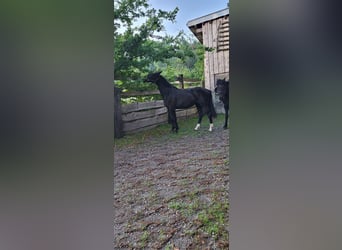 Polnisches Warmblut, Stute, 2 Jahre, 165 cm, Rappe
