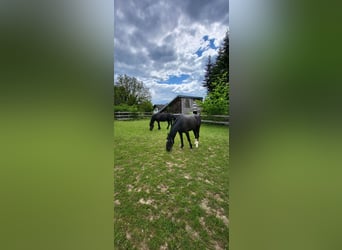 Polnisches Warmblut, Stute, 2 Jahre, 165 cm, Rappe