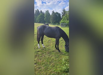 Polnisches Warmblut, Stute, 2 Jahre, 165 cm, Rappe