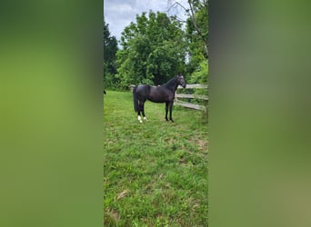 Polnisches Warmblut, Stute, 2 Jahre, 165 cm, Rappe