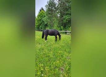Polnisches Warmblut, Stute, 2 Jahre, 165 cm, Rappe