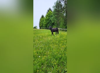 Polnisches Warmblut, Stute, 2 Jahre, 165 cm, Rappe