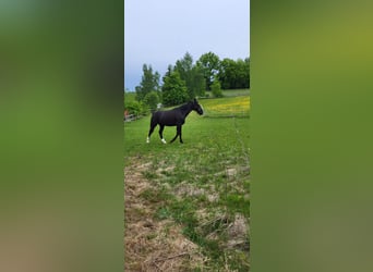 Polnisches Warmblut, Stute, 2 Jahre, 165 cm, Rappe