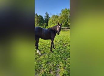 Polnisches Warmblut, Stute, 2 Jahre, 165 cm, Rappe