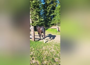 Polnisches Warmblut, Stute, 2 Jahre, 165 cm, Rappe
