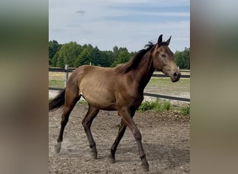 Polnisches Warmblut, Stute, 2 Jahre, 170 cm, Buckskin