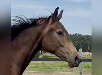Polnisches Warmblut, Stute, 2 Jahre, 170 cm, Buckskin