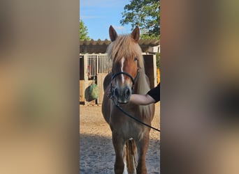 Polnisches Warmblut Mix, Stute, 3 Jahre, 159 cm, Fuchs