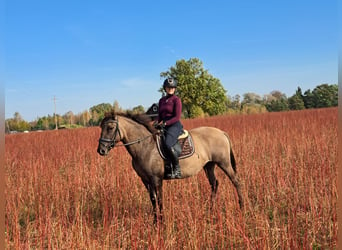 Polnisches Warmblut Mix, Stute, 3 Jahre, 162 cm, Falbe