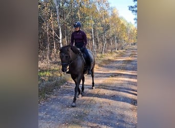 Polnisches Warmblut Mix, Stute, 3 Jahre, 162 cm, Falbe