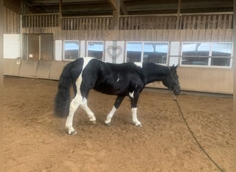 Polnisches Warmblut Mix, Stute, 3 Jahre, 165 cm, Schecke