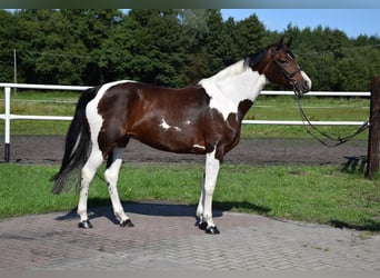Polnisches Warmblut, Stute, 3 Jahre, 165 cm, Schecke