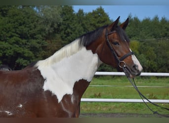 Polnisches Warmblut, Stute, 3 Jahre, 165 cm, Schecke