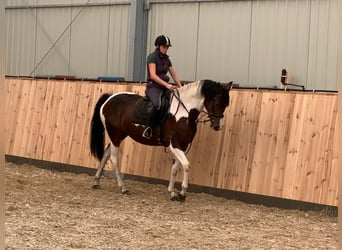Polnisches Warmblut, Stute, 3 Jahre, 165 cm, Schecke