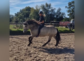Polnisches Warmblut, Stute, 4 Jahre, 153 cm, Buckskin