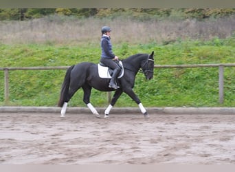 Polnisches Warmblut, Stute, 4 Jahre, 156 cm, Rappe