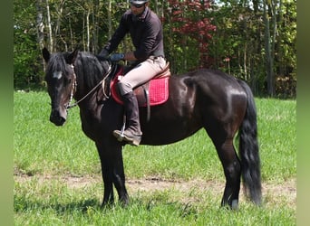 Polnisches Warmblut, Stute, 4 Jahre, 157 cm, Rappe