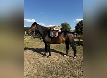 Polnisches Warmblut Mix, Stute, 4 Jahre, 165 cm, Dunkelbrauner