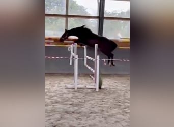 Polnisches Warmblut, Stute, 4 Jahre, 165 cm, Dunkelbrauner