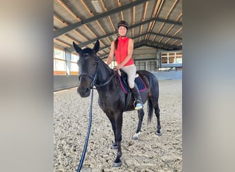 Polnisches Warmblut, Stute, 4 Jahre, 165 cm, Dunkelbrauner