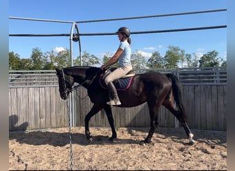 Polnisches Warmblut, Stute, 4 Jahre, 165 cm, Dunkelbrauner