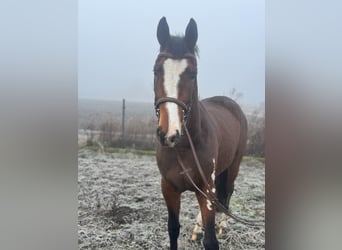 Polnisches Warmblut, Stute, 4 Jahre, 165 cm, Rotbrauner