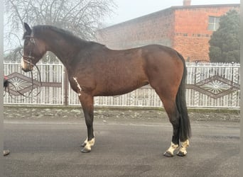 Polnisches Warmblut, Stute, 4 Jahre, 165 cm, Rotbrauner