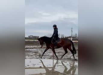 Polnisches Warmblut, Stute, 4 Jahre, 165 cm, Rotbrauner