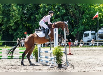 Polnisches Warmblut, Stute, 4 Jahre, 165 cm, Rotbrauner